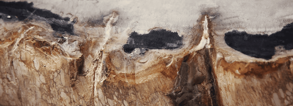 The Sheer Value of Petrified Wood Furniture