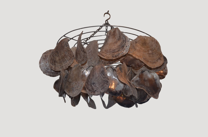Abalone Shell