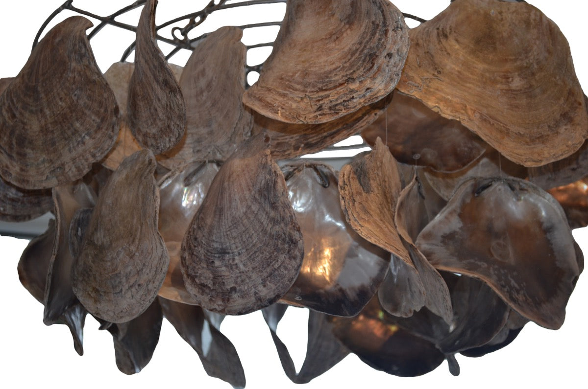 Abalone Shell