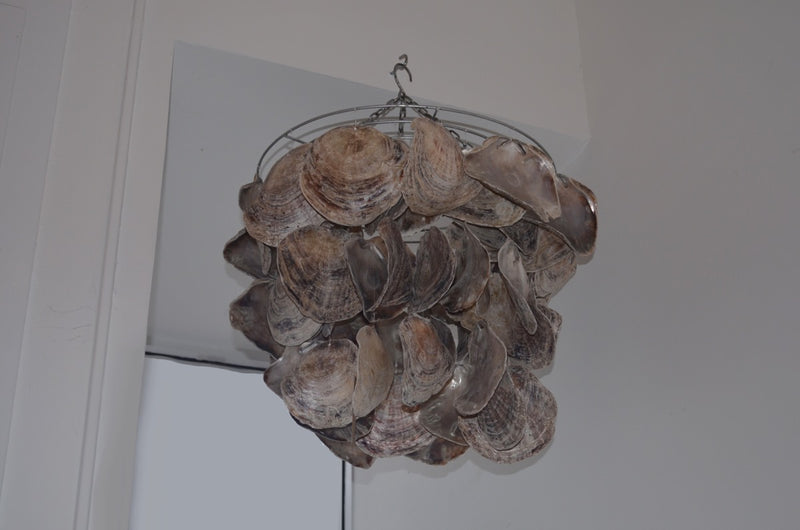Abalone Shell
