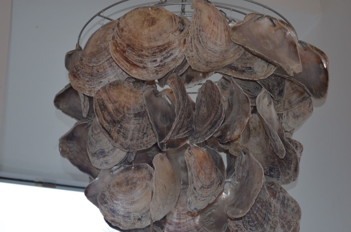 Abalone Shell