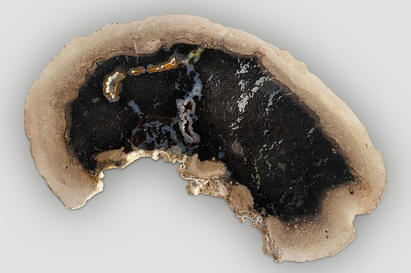Rare Palm Petrified Wood Slab