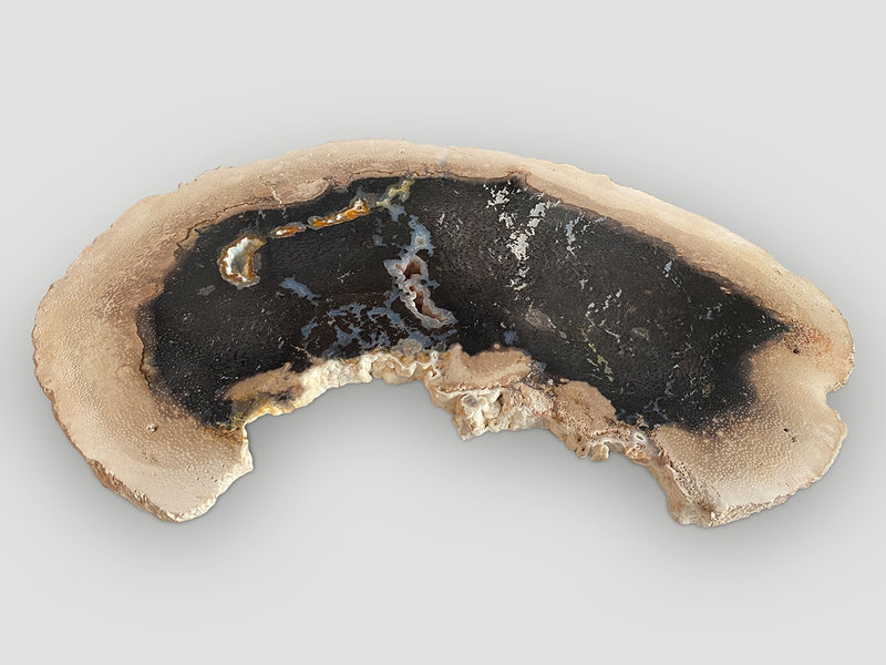 Rare Palm Petrified Wood Slab