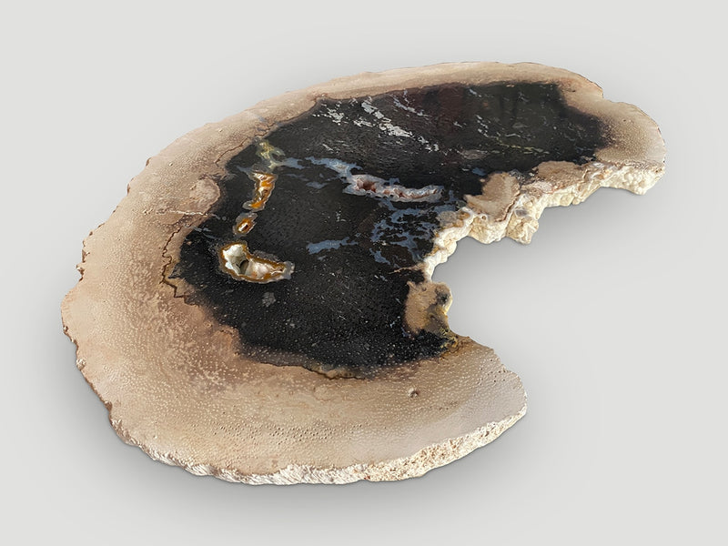 Rare Palm Petrified Wood Slab