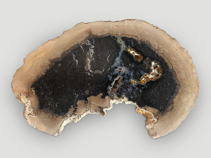 Rare Palm Petrified Wood Slab