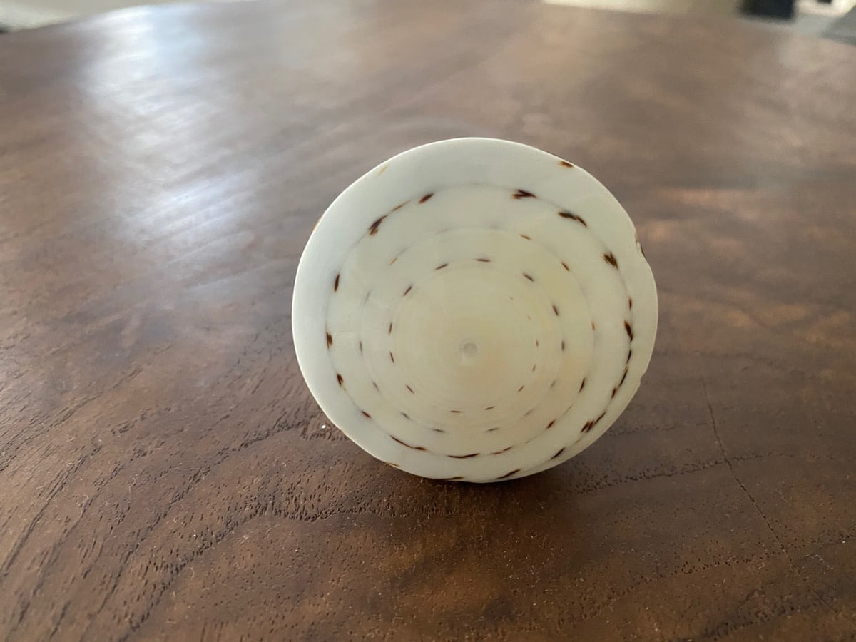 Shell and Wood Door Knob