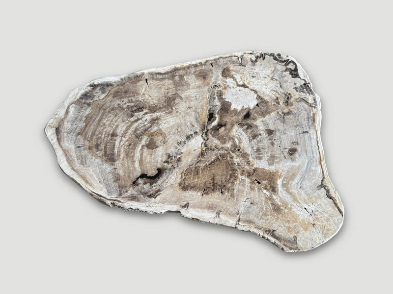 Minimalist Petrified Wood Coffee Table Or Side Table