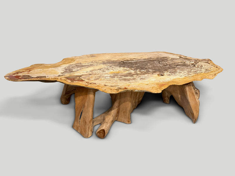 Impressive Live Edge Petrified Wood Coffee Table with Organic Teak Base