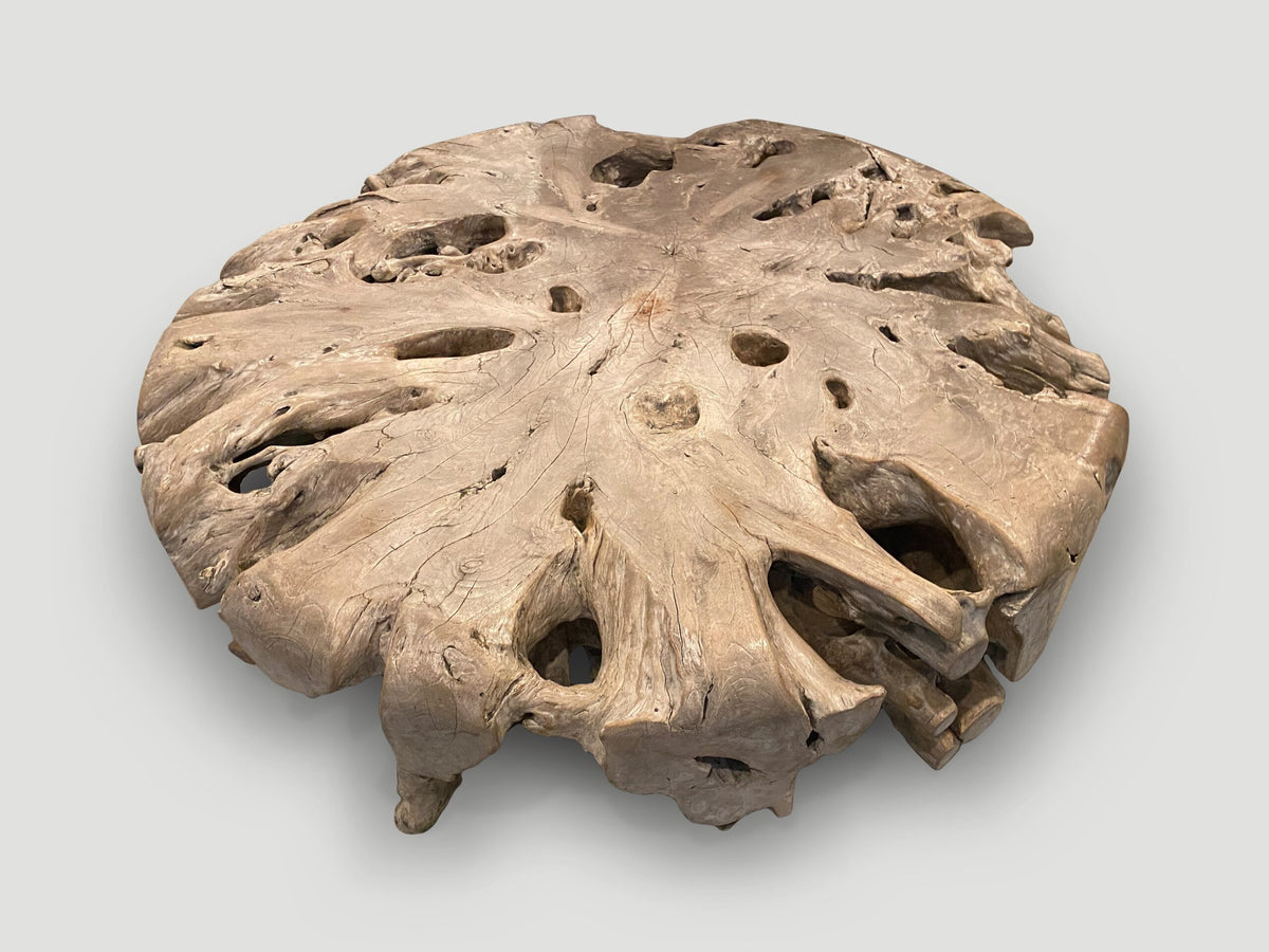 Impressive Large Teak Root Coffee Table