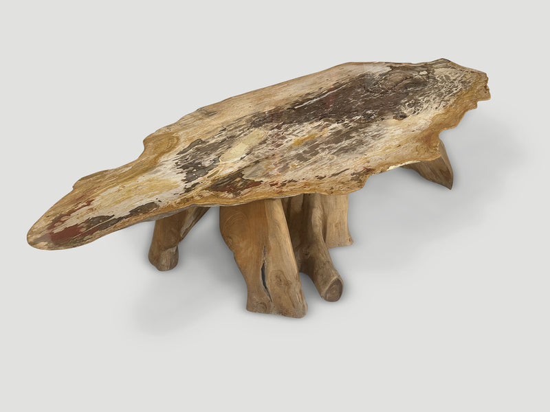 Impressive Live Edge Petrified Wood Coffee Table with Organic Teak Base