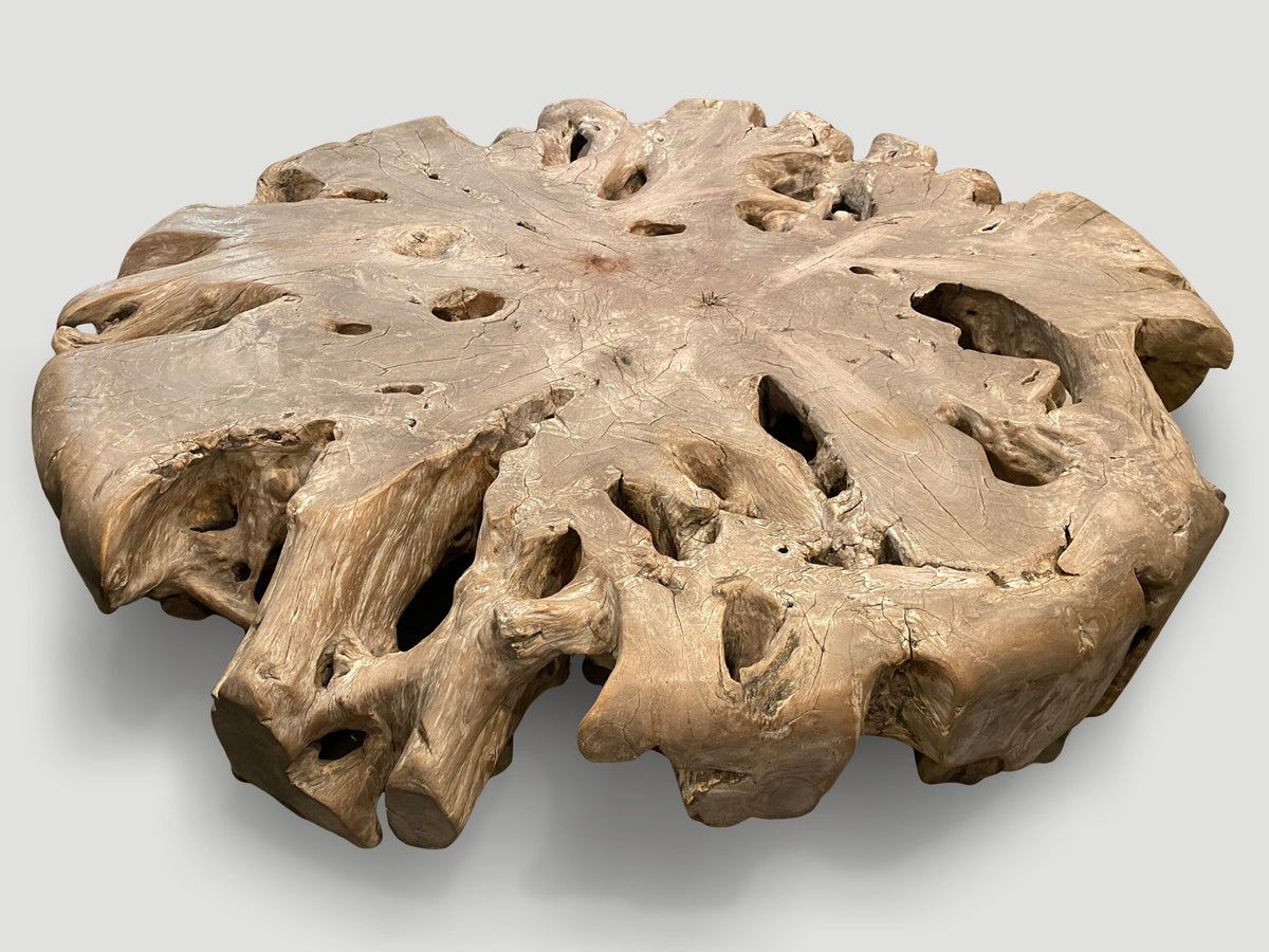 Impressive Large Teak Root Coffee Table