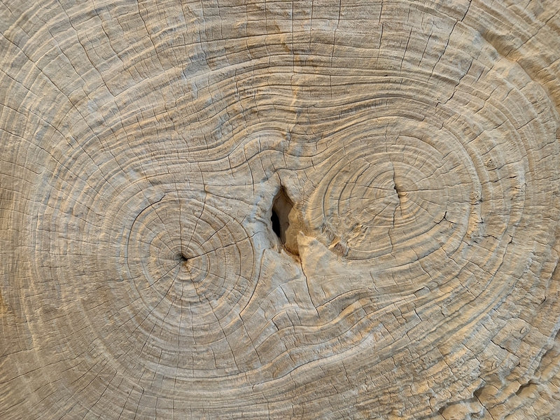 Rare Bleached Teak Slab
