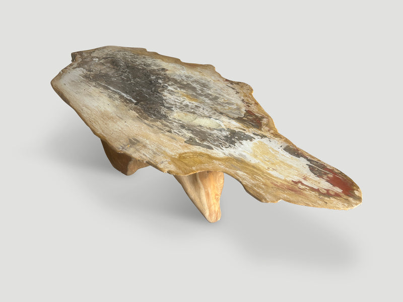 Impressive Live Edge Petrified Wood Coffee Table with Organic Teak Base