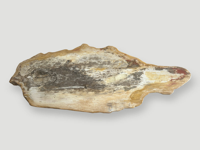 Impressive Live Edge Petrified Wood Coffee Table with Organic Teak Base