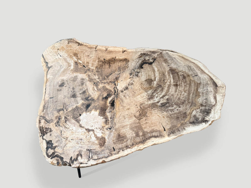 Minimalist Petrified Wood Coffee Table Or Side Table