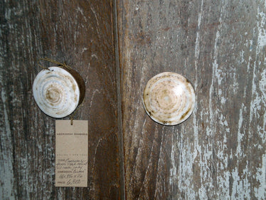 Shell and Wood Door Knob