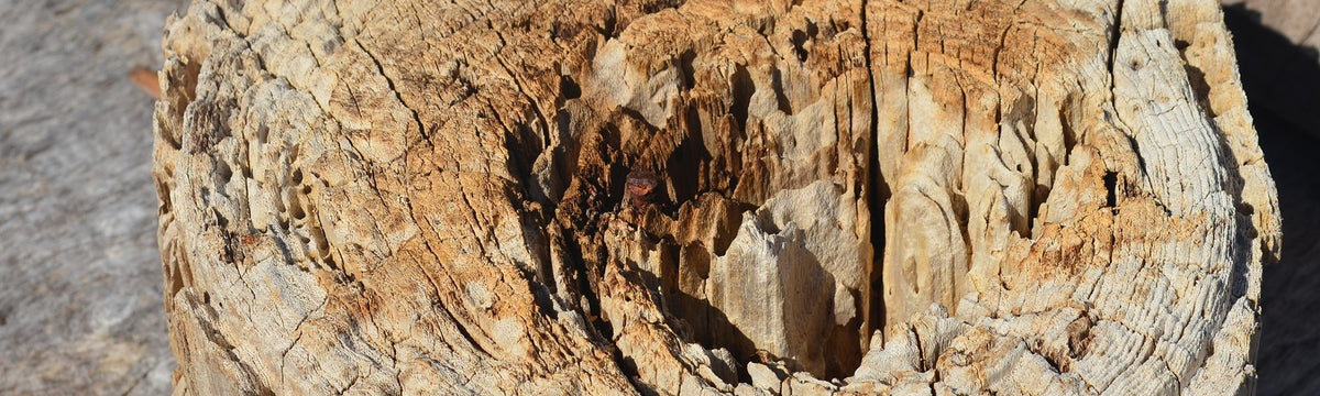 Close detail of an eroded teak surface from the St. Barts collection