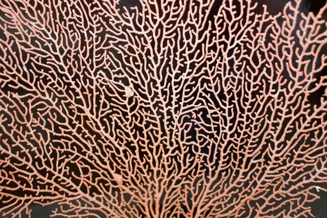 coral fan