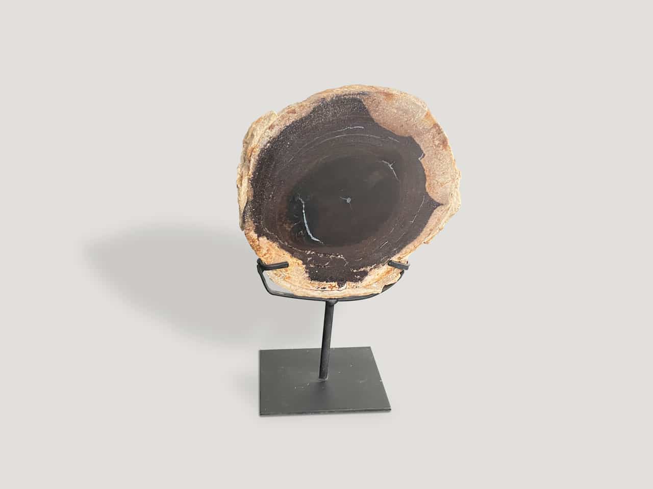 Petrified Wood On Stand 14rpw - Andrianna Shamaris