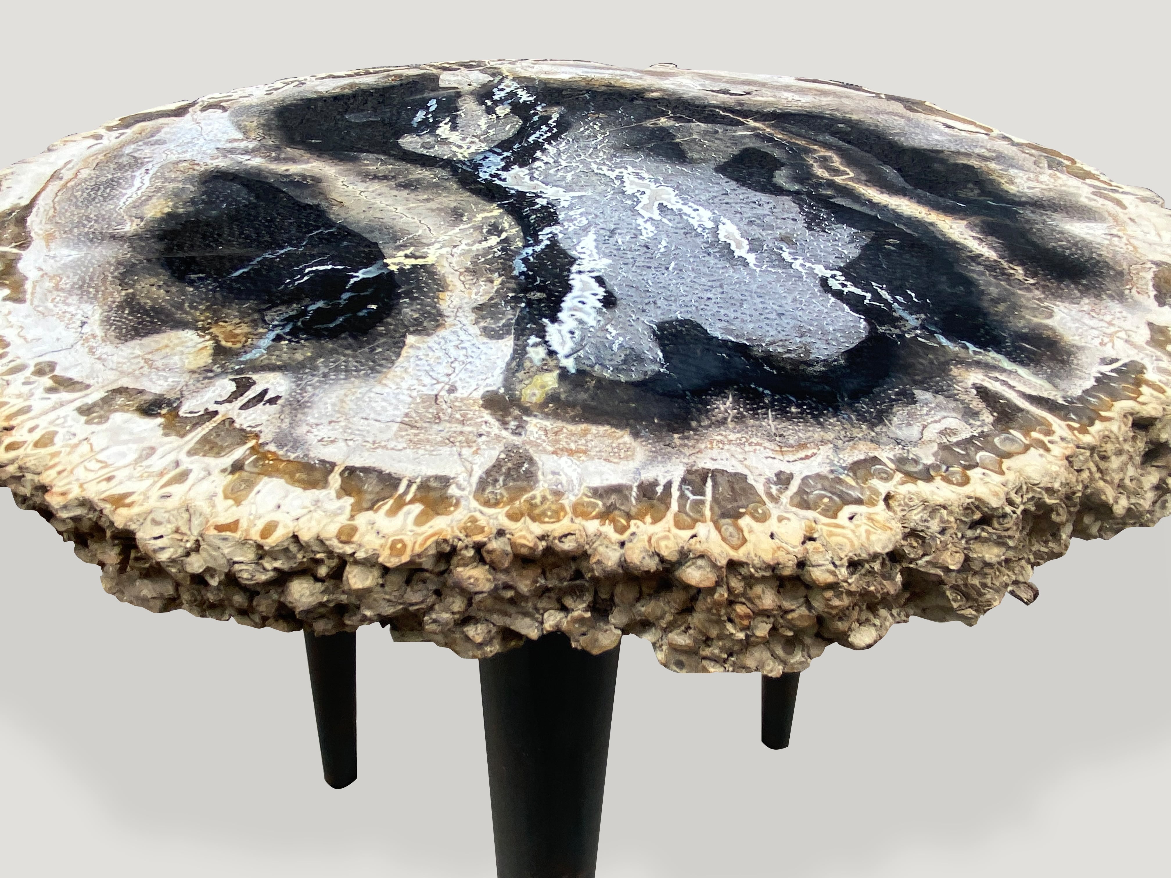 rare palm petrified wood side table
