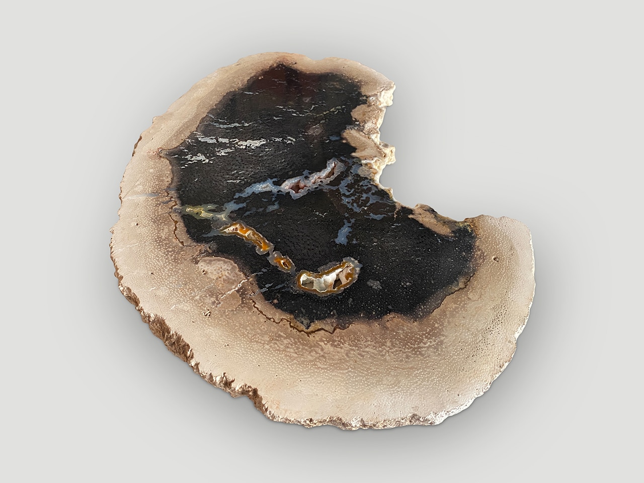 rare palm petrified wood slab