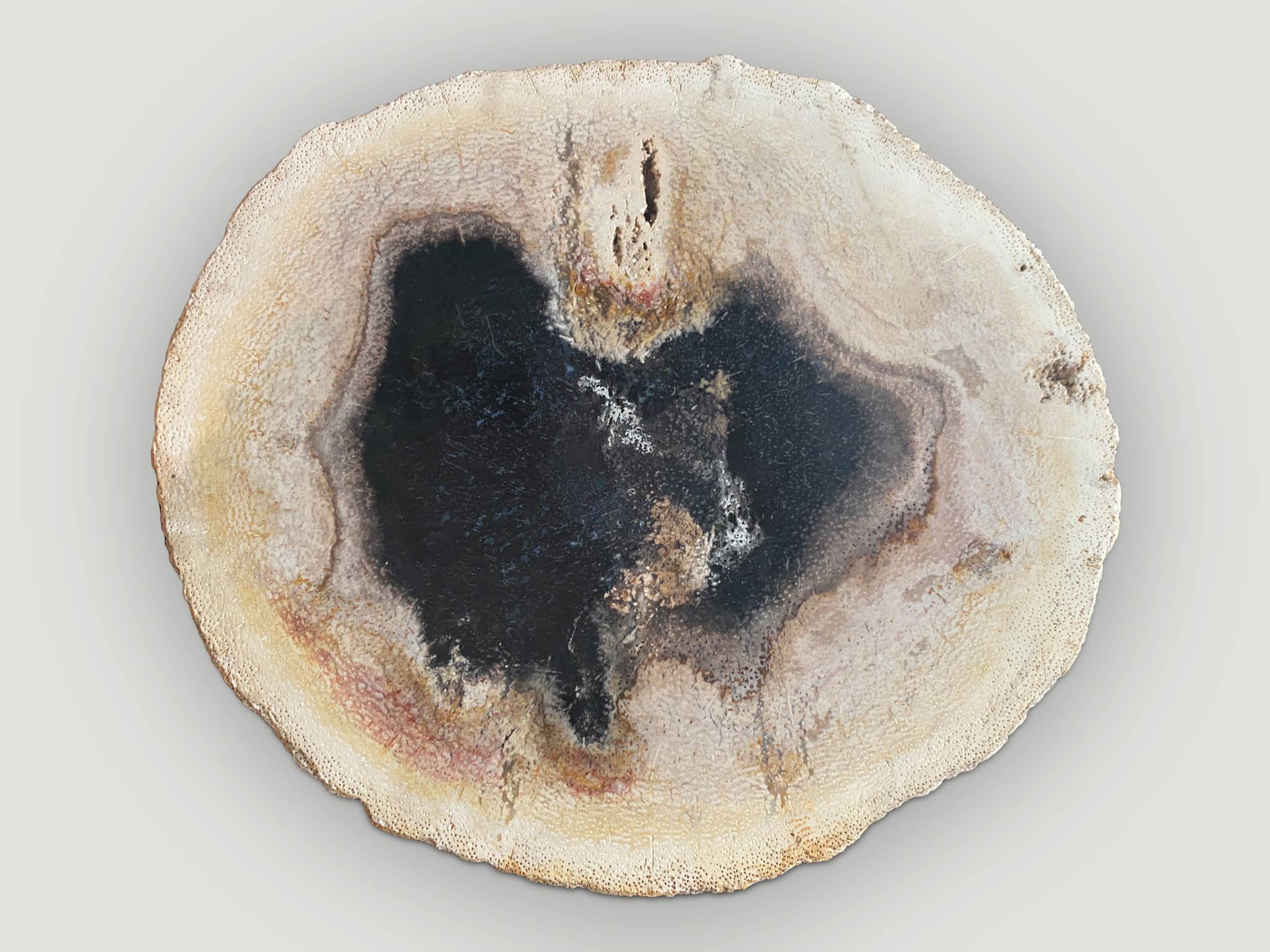 rare palm petrified wood slab