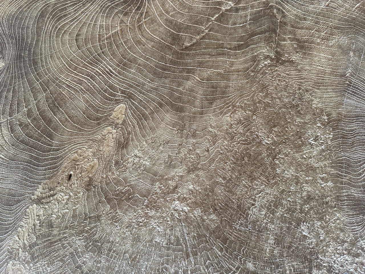 monumental rare burl teak coffee table