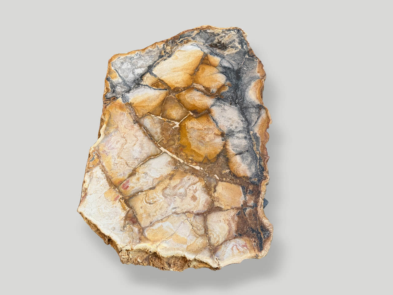 BEAUTIFUL RARE PETRIFIED WOOD COFFEE TABLE