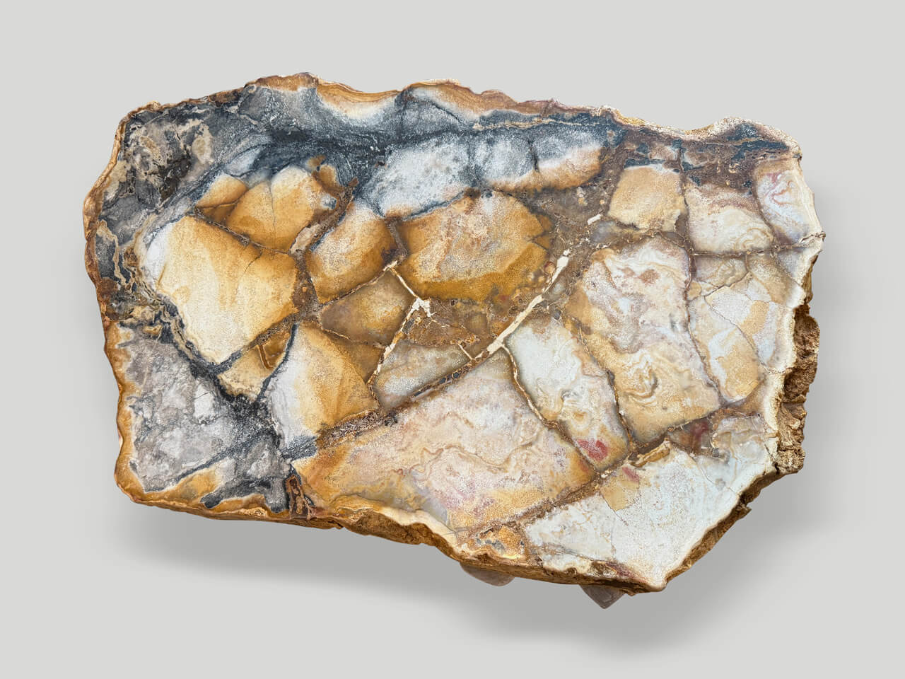 BEAUTIFUL RARE PETRIFIED WOOD COFFEE TABLE