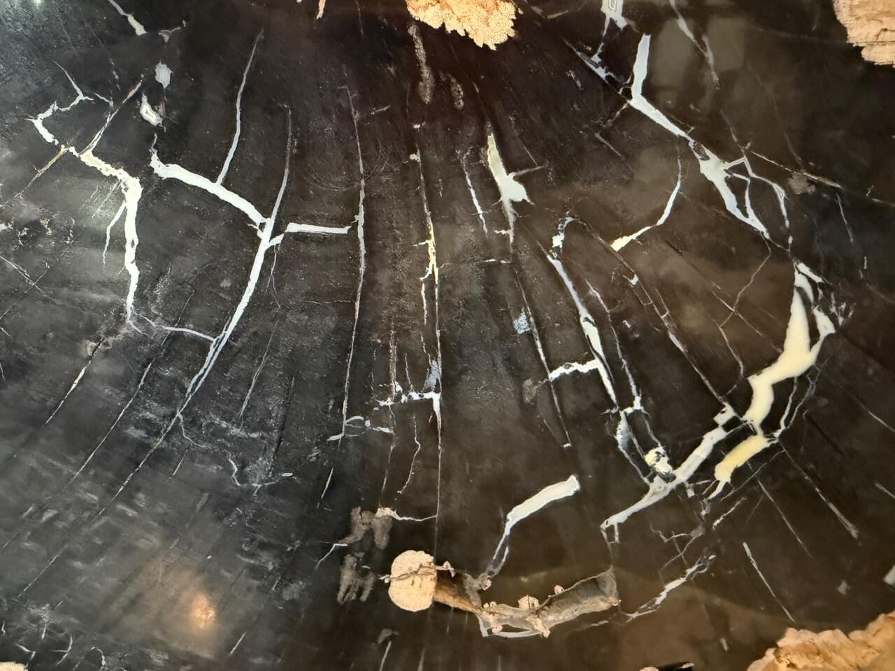 petrified wood on stand