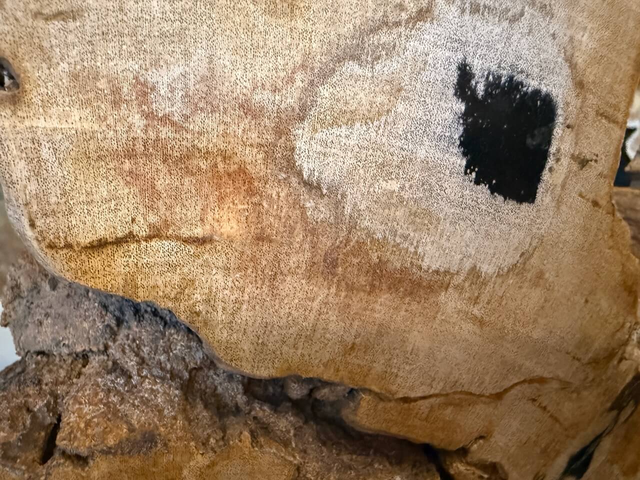 petrified wood on stand