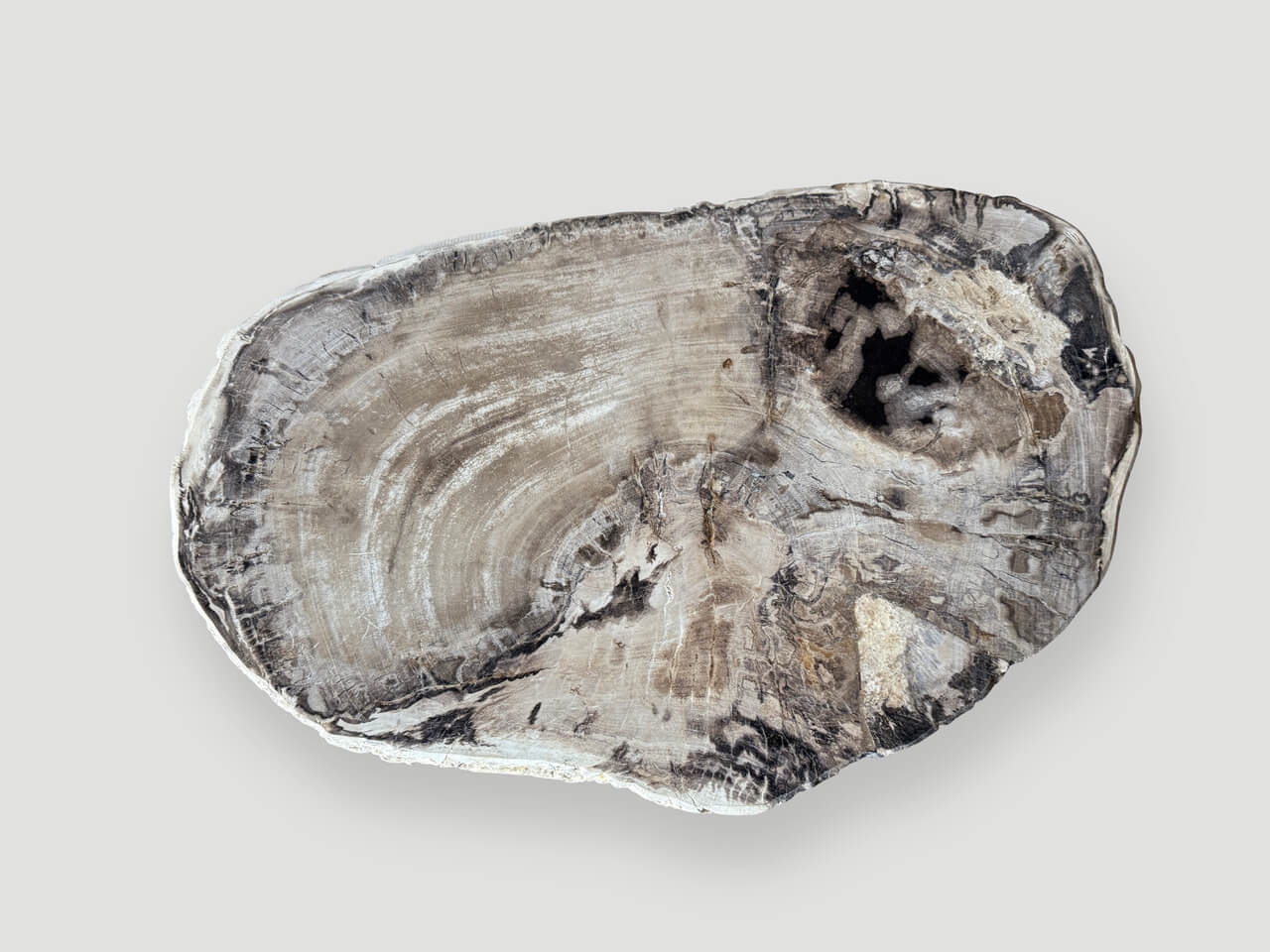 petrified wood coffee table on mid century base