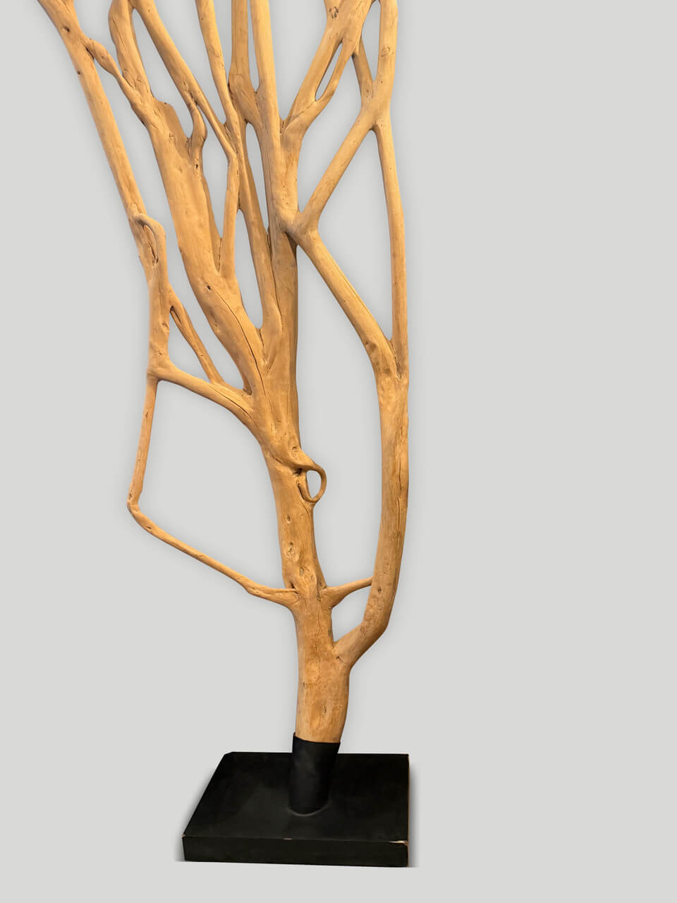 ficus wood set on a modern black steel base